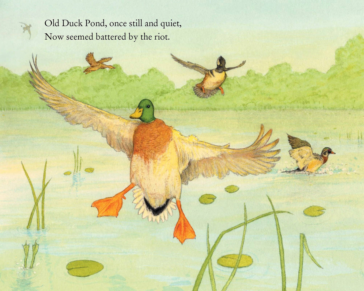 On Duck Pond