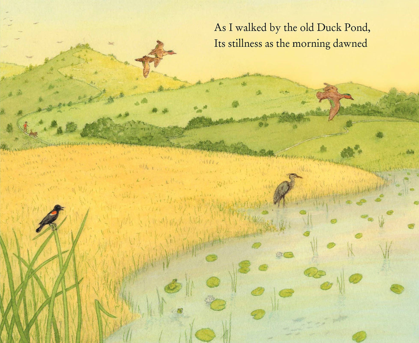 On Duck Pond